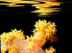 'Untitled' Soft coral. Housed Nikon F; Niko Mar III housi... by Rick Tegeler 